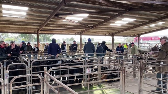 Warrnambool saleyards - August 3, 2022 - The Standard