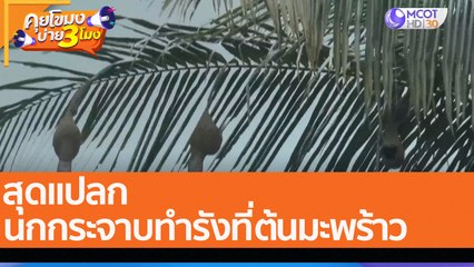 สุดแปลก นกกระจาบทำรังที่ต้นมะพร้าว (28 ก.ค. 65) คุยโขมงบ่าย 3 โมง