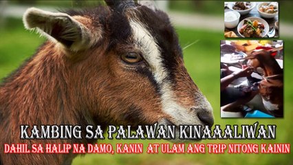 A goat in Roxas, Palawan, is now viral in social media because instead of grass, its trip is to eat rice and dishes