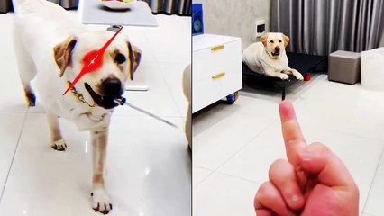 'Smart dog takes offense to owner showing it the middle finger!'