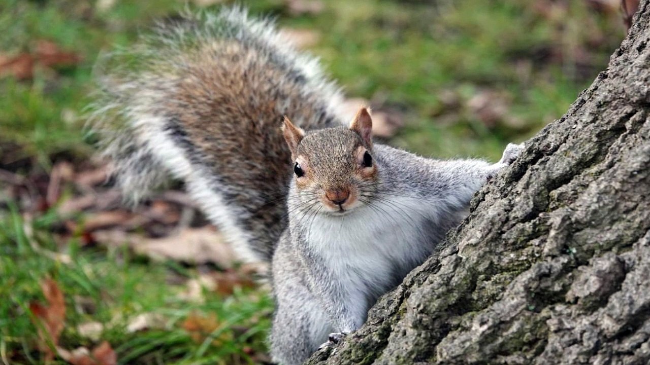 Squirrel Barking Noises Video By Kingdom Of Awais