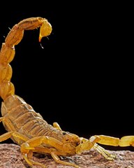 À son retour de vacances, elle découvre 18 scorpions dans sa valise - F