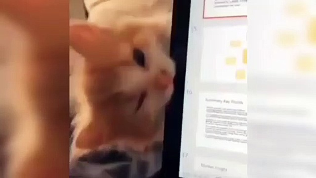 So Sweet baby Kitty