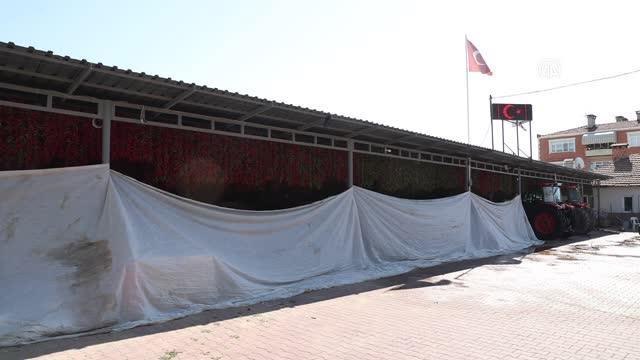 Tava ciğerin lezzet ortağı Karaağaç biberi ni kurutma mesaisi başladı