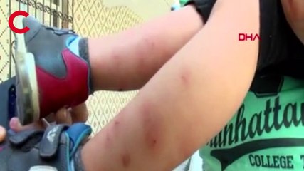 İstanbul'da 'Aedes' tehdidi 'Pencereleri açamıyoruz' diye isyan ettiler