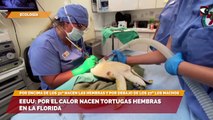 EEUU Por el calor nacen tortugas hembras en la Florida