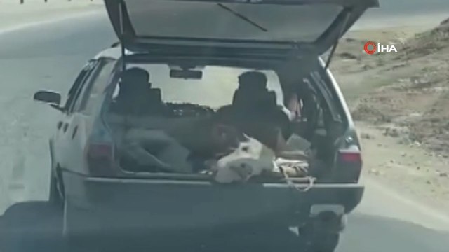 İneği çanta gibi otomobilin bagajında taşıdılar