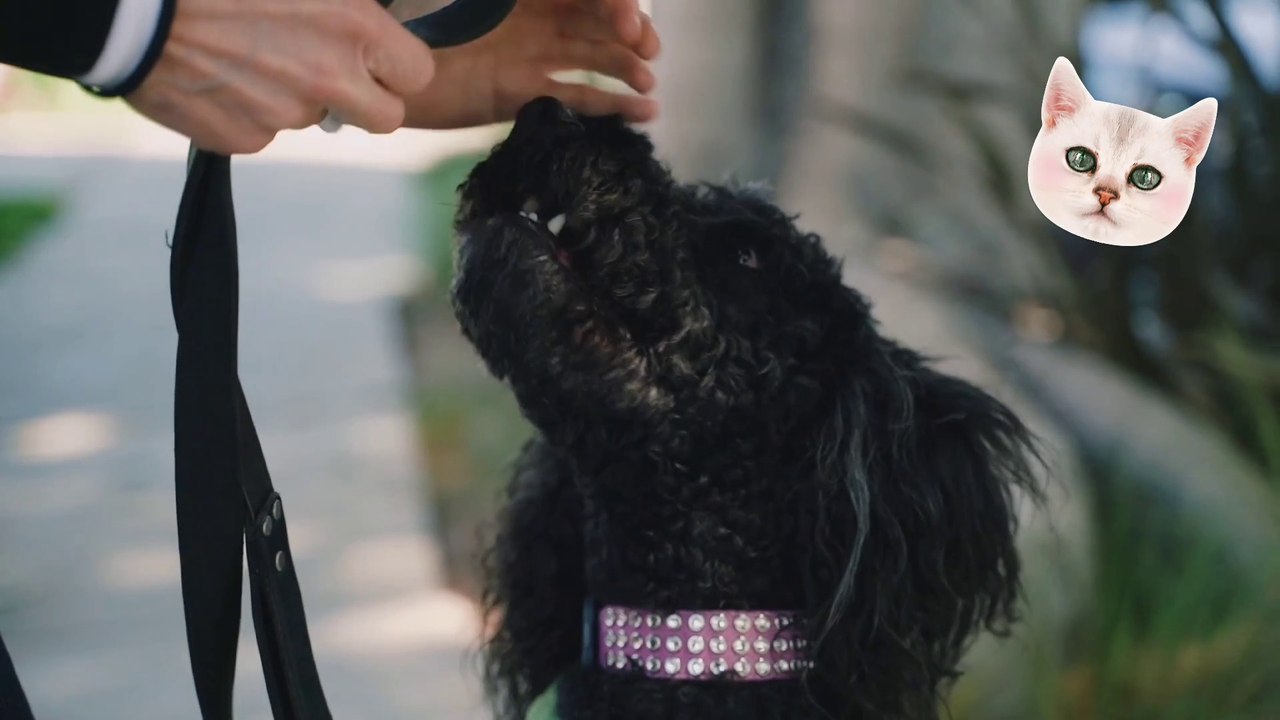 Cutest &funniest baby dogs video