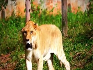 History's Crazy Rich Ancients - S01E04 - Dangerous Game