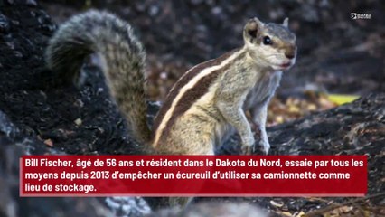 Stupéfait, un homme découvre 148 kilos de noix cachés dans le capot de son véhicule par un écureuil !