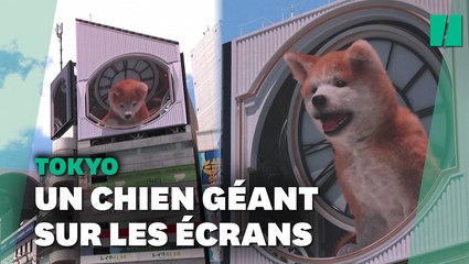 À Tokyo, ce chien géant animé en 3D ne passe pas inaperçu