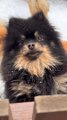 Puppies loves_ cute puppies video!  Cutest puppies