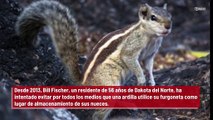 Un hombre descubre... 148 kilos de nueces escondidas en el techo de su auto por una ardilla