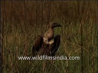 The ones that got away_ White-backed and King Vultures in north India