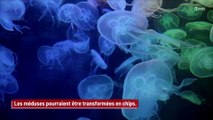 Bientôt des chips de méduses !