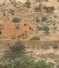 Aç kalan domuz sürüsü Antep fıstığı tarlalarında görüntülendi