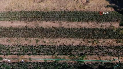 ABD'deki savaş uzmanlığını bıraktı, Türkiye'de çiftçiliğe başladı
