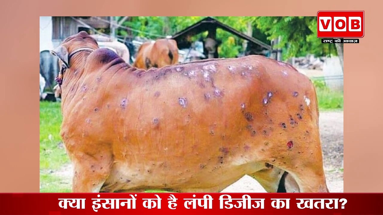Lumpy Disease:क्या इंसानों को है लंपी डिजीज का खतरा?