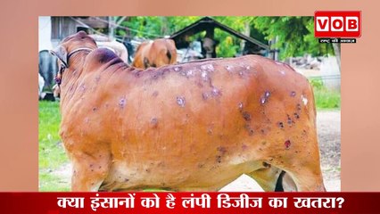 Lumpy Disease:क्या इंसानों को है लंपी डिजीज का खतरा?
