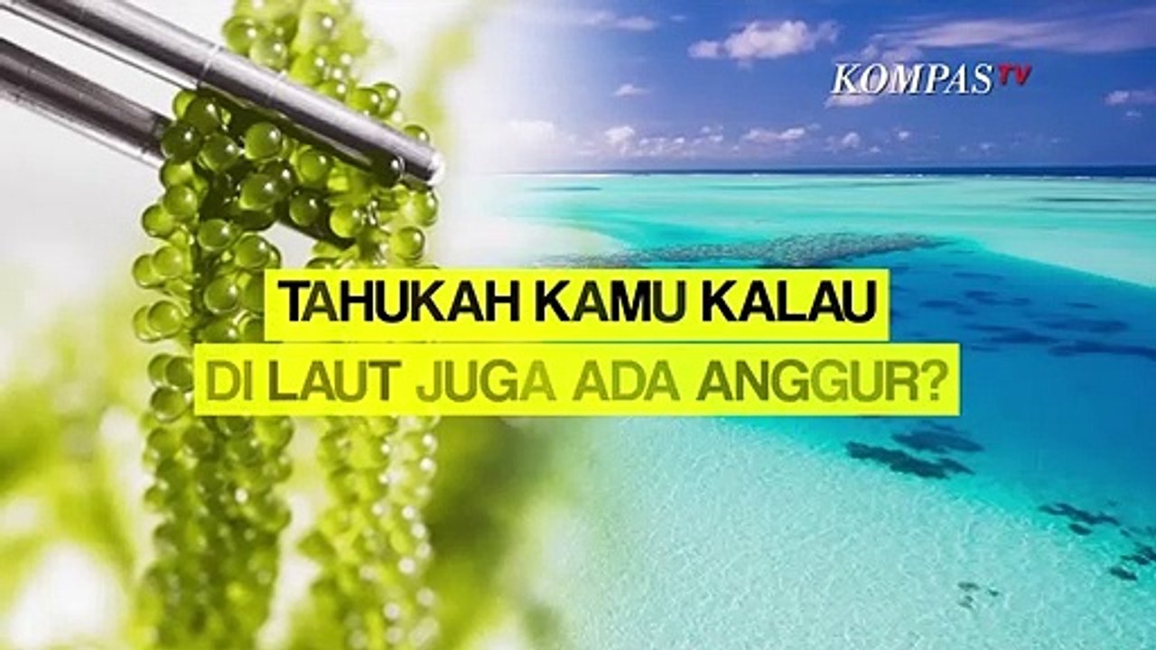 Mengenal Manfaat dari Anggur Laut, Tanaman Apa Itu?