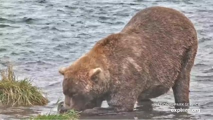 Voici Otis 480, le "plus gros ours" du parc national de Katmai en Alaska (1)