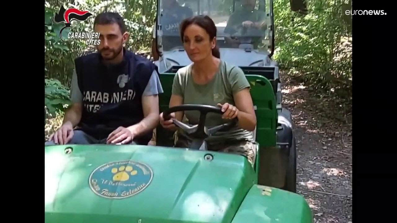 Venedig: Schildkröten in Privathaus sichergestellt