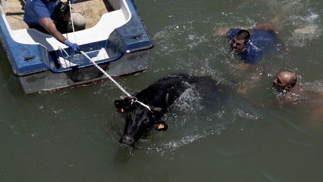 Bous al carrer, toros embolados, bous a la mar y otros festejos basados en el maltrato animal