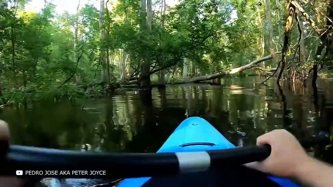 She Did a Huge Mistake! One In A Million Animal Moments Captured on Camera