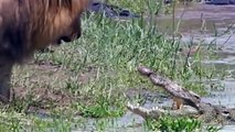 Crocodiles vs Elephants - The Most Exciting Moments In Nature