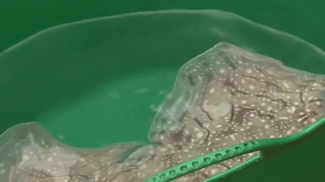 30 ejemplares de rayas mosaico devueltas al Cantábrico