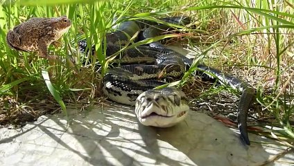 Here's Why Snakes Eat Themselves Alive