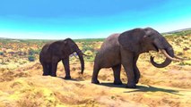 Cinema 4D |  Rigged elephant