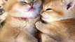 Cute cats pretty best friends | Funny cats Videos Viral Tiktok Lovely Cats LOVE