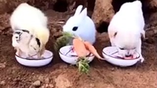 Amazing Funny Pets Eating Together Lovely Rabbit Dog Duck Cat Parrot Video