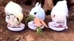Amazing Funny Pets Eating Together Lovely Rabbit Dog Duck Cat Parrot Video