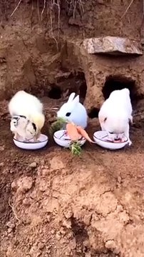 Amazing Funny Pets Eating Together Lovely Rabbit Dog Duck Cat Parrot Video