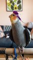 Cute Birds of Tiktok Cute Pets Birds LOVE Video Parrot Video