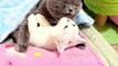 WOW Cute Pets LOVE Video for Pets Lover Animals LOVE video viral