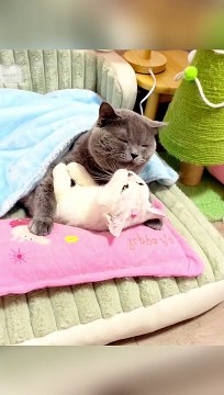 WOW Cute Pets LOVE Video for Pets Lover Animals LOVE video viral