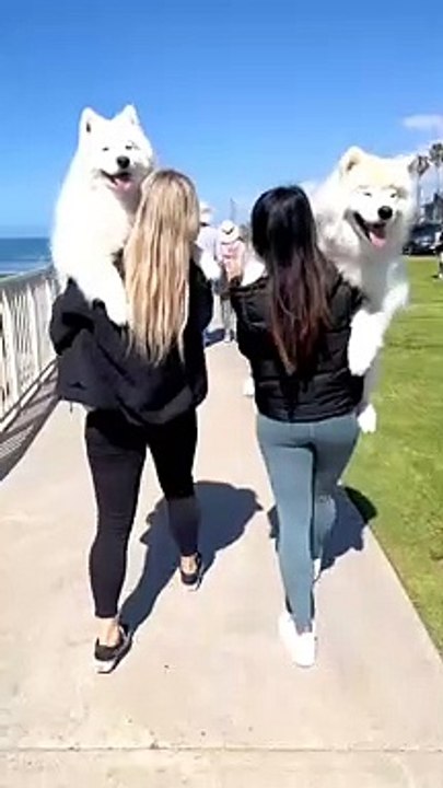 My PET My LOVE | Cute DOGs and Cute Girls Video Viral | Dog Lovers Tik Tok