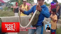 Cobra hunters sa Tarlac, kilalanin! | Dapat Alam Mo!