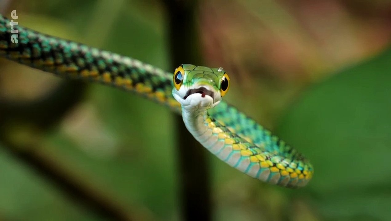 Pourrions-nous devenir immortels ?