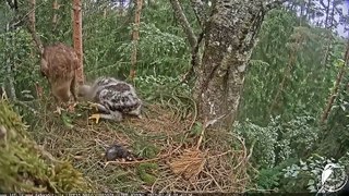 Double delivery for Hugo Latvian Lesser Spotted Eagles