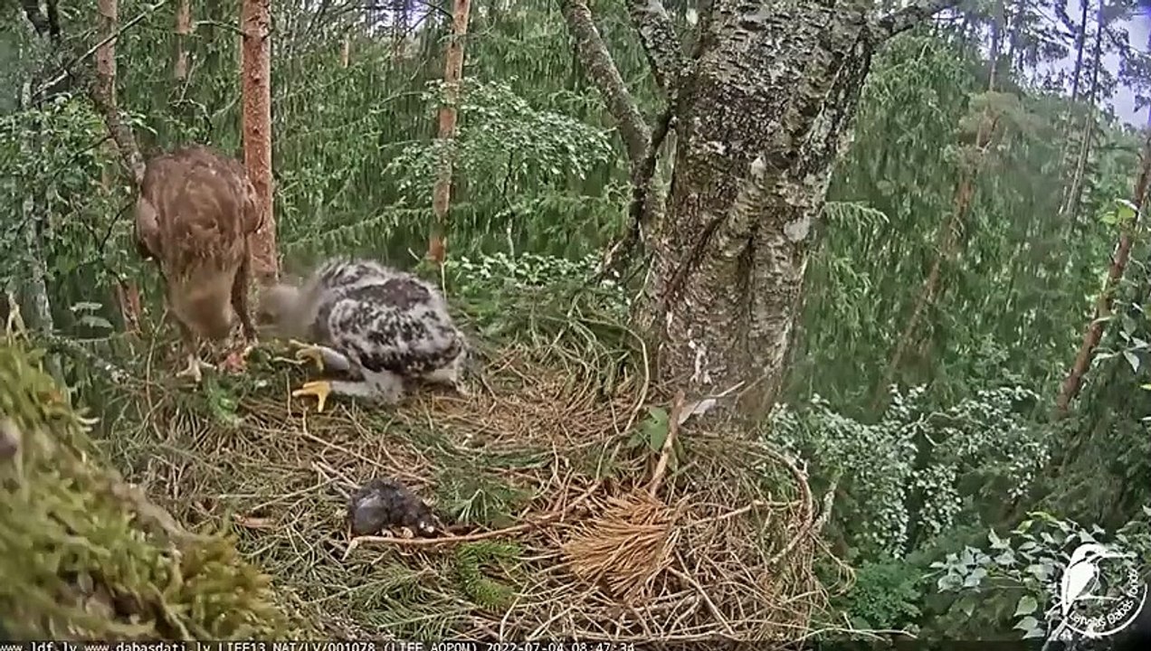 Double delivery for Hugo Latvian Lesser Spotted Eagles