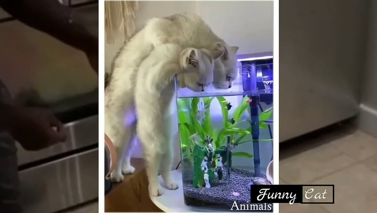 funny cats video