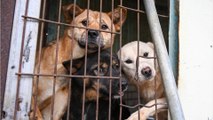 21 dogs rescued from being ‘brutally killed by electrocution’ and eaten