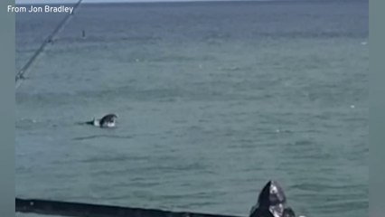 Dolphins put on an acrobatic display off Sunderland's Roker Pier