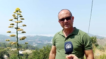 Dünya mirası bitki 30 yıl sonra çiçek açtı