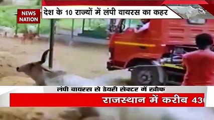 Lumpy Virus in Cows : लंपी वायरस का खौफ...दूध खरीदने से डरे लोग