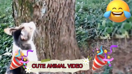 Funny Animal Videos 2022    Funniest Cats And Dogs Videos,cute animal video  #19
